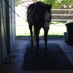 getting tacked up. Calvie