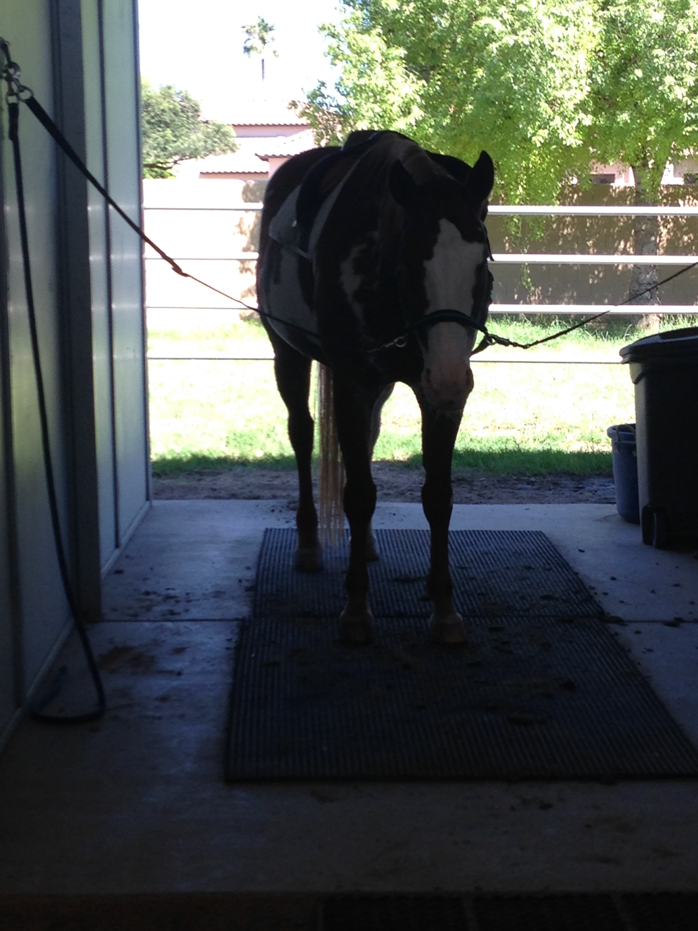 getting tacked up. Calvie