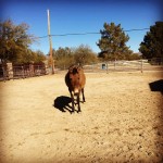 Daisy the mule. Daisy