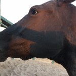 cute closeup. Rio