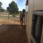 I want a treat and love!. Calvie