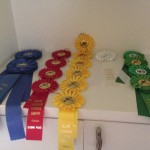 We won ribbons!. all horses