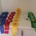 We won ribbons!. all horses